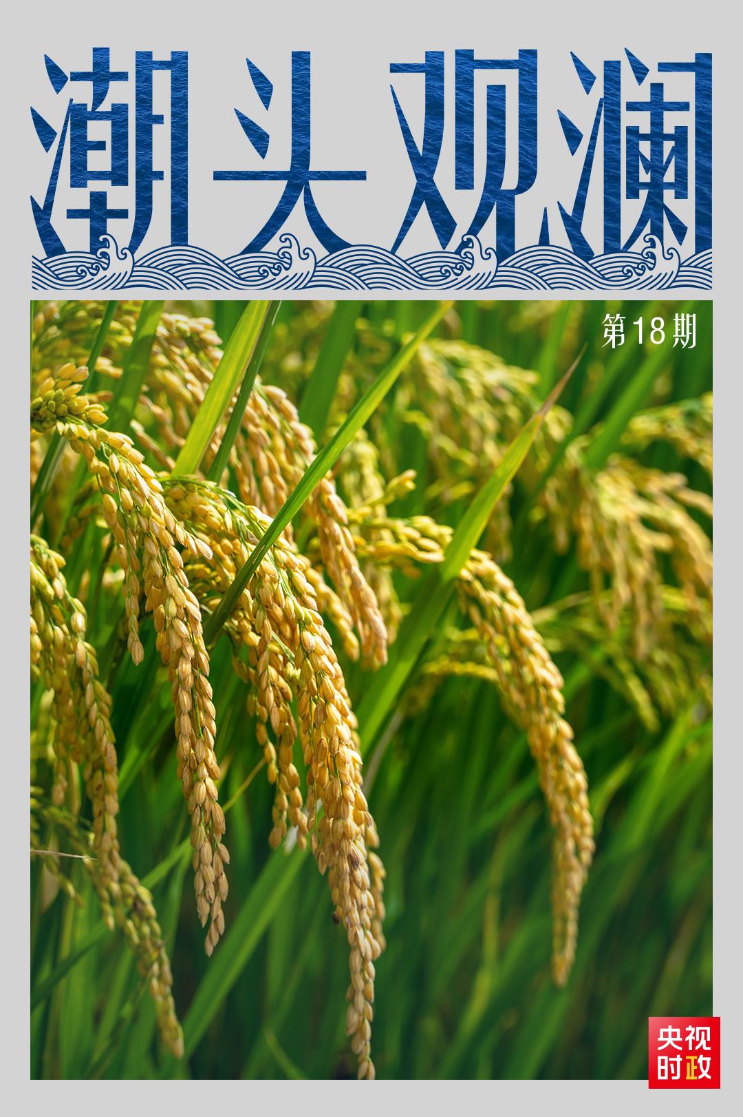 潮頭觀(guān)瀾丨小小種子 攸關(guān)國(guó)脈