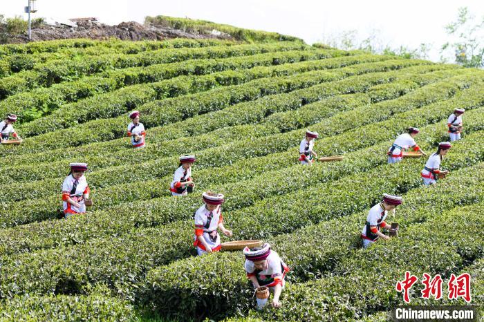 眾多白族村民身著民族服飾走進茶園采摘?！钊A峰 攝