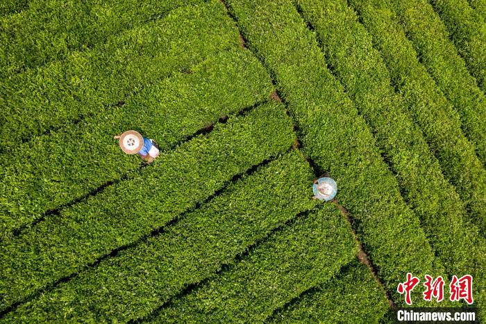 茶農(nóng)正在采摘新鮮茶葉?！√普?攝