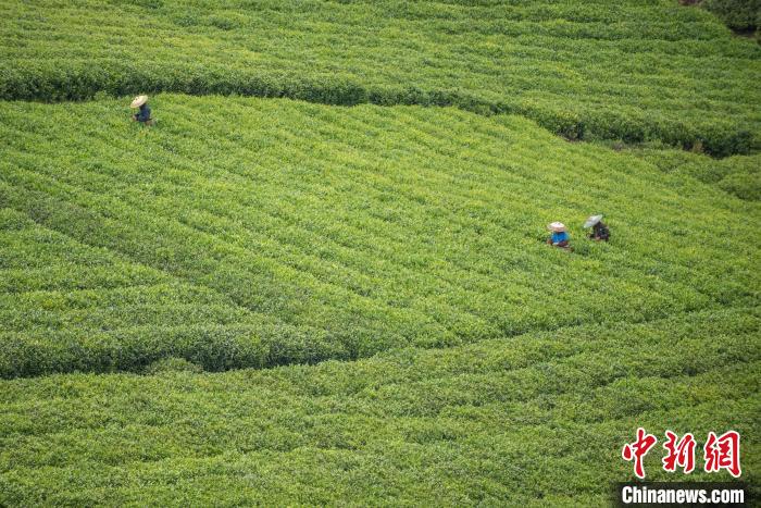 茶農(nóng)采摘谷雨茶?！√普?攝