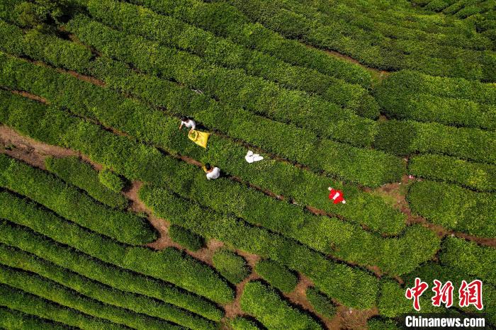 茶農(nóng)正在采摘新鮮茶葉?！√普?攝