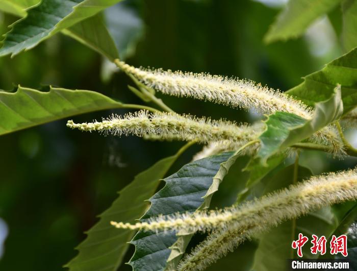 毛茸茸的栗花?！『略破?攝