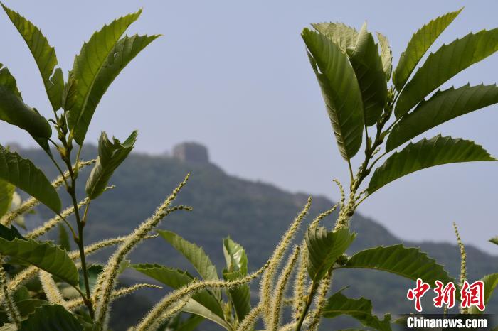 長(zhǎng)城腳下，“栗”花盛開(kāi)?！『略破?攝