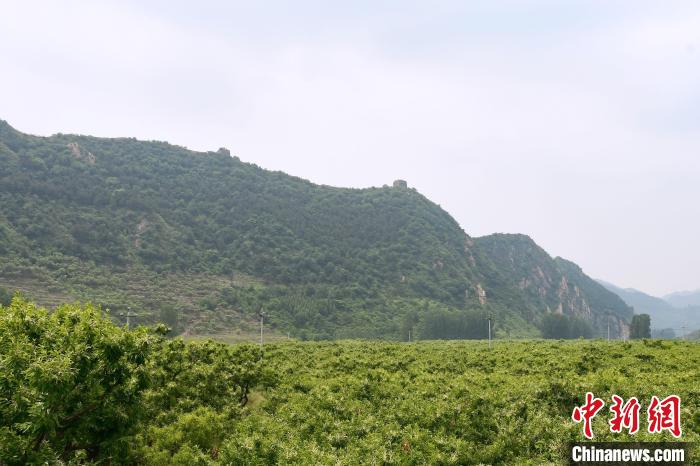 長(zhǎng)城腳下萬(wàn)畝栗花綻放，散發(fā)出淡淡清香?！『略破?攝