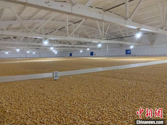 倉(cāng)內(nèi)清涼干爽、遍地金黃，上千平方米的糧食盡收眼底。　王惠琳 攝
