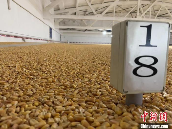 數(shù)千噸的小麥、玉米如同一塊塊被“切平”的巨型蛋糕“鑲嵌”在地面上?！⊥趸萘?攝