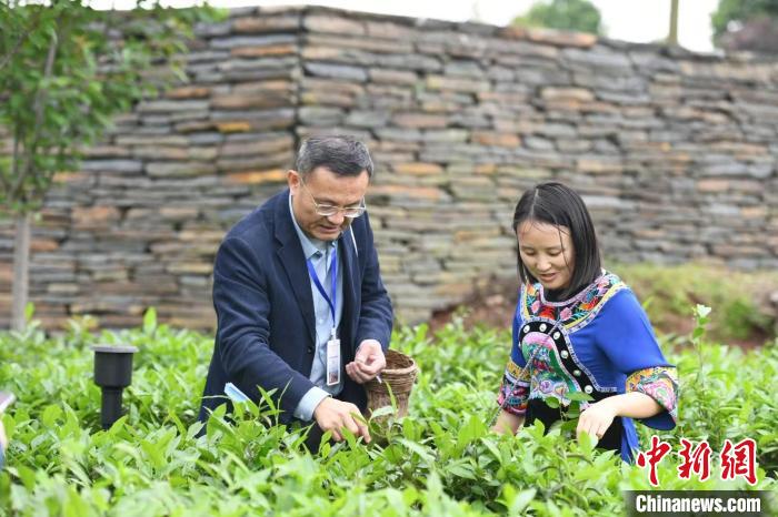 東盟國家媒體記者在辰龍關(guān)茶園采茶。　楊華峰 攝