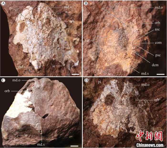 九江江夏魚(yú)化石照片(蓋志琨/攝)?！≈锌圃汗偶棺邓?供圖