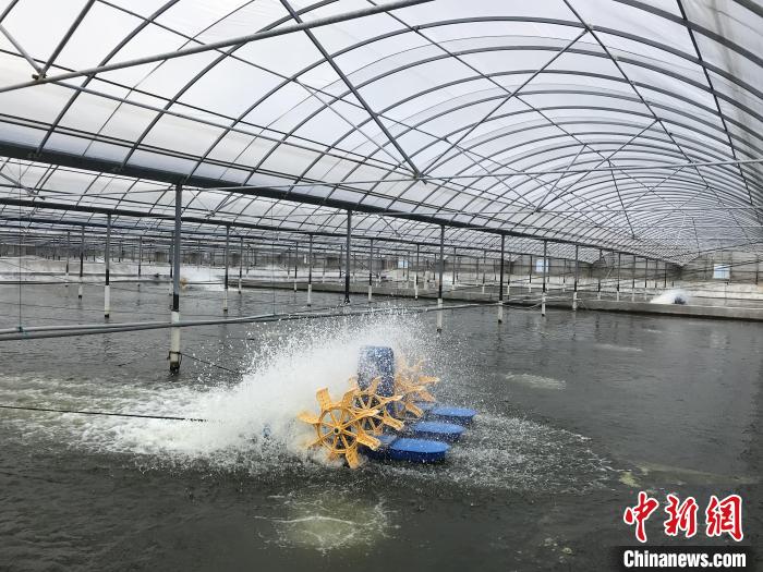南美白對蝦養(yǎng)殖基地。　象山蝦蟹科技小院供圖
