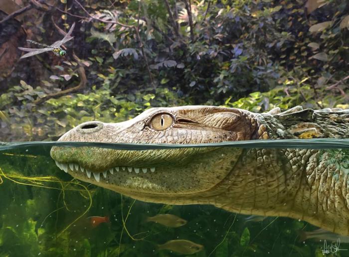 Alligator munensis藝術(shù)復(fù)原圖(圖片來(lái)自Márton Szabó)?！∈┢樟指瘛ぷ匀?供圖