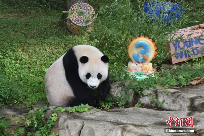 當(dāng)?shù)貢r(shí)間8月21日，旅美大熊貓幼崽“小奇跡”迎來3周歲生日。華盛頓國(guó)家動(dòng)物園給“小奇跡”舉辦了“生日派對(duì)”，眾多游客前來給“小奇跡”慶生。<a target='_blank' href='/'><p  align=