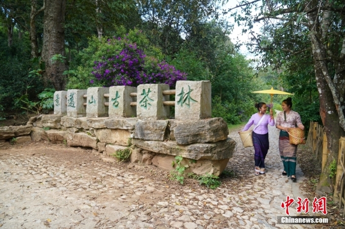 普洱景邁山古茶林文化景觀位于中國云南省普洱市瀾滄拉祜族自治縣惠民鎮(zhèn)。<a target='_blank' href='/' _fcksavedurl='/'><p  align=