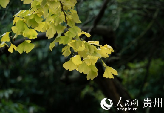 觀山湖公園秋意漸濃。人民網(wǎng) 陽茜攝
