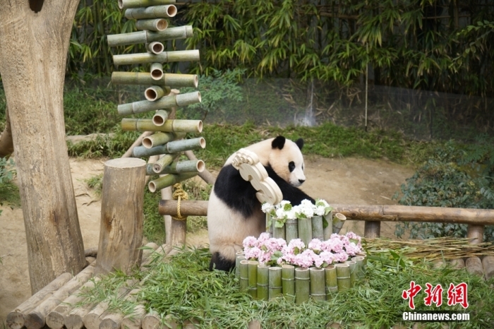 資料圖：旅韓大熊貓“福寶”。<a target='_blank' href='/'><p  align=