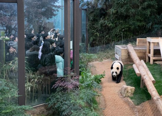 2月20日，韓國民眾在韓國愛寶樂園參觀大熊貓“福寶”。新華社記者姚琪琳攝