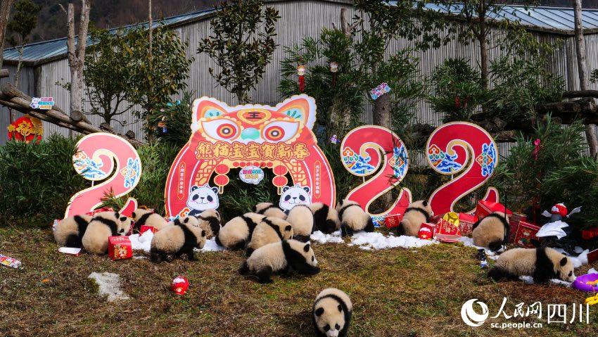 熊貓寶寶賀新春、迎冬奧。李傳有攝