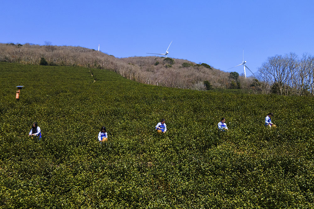 茶農(nóng)們搶抓晴好天氣采摘春茶。楊云中攝