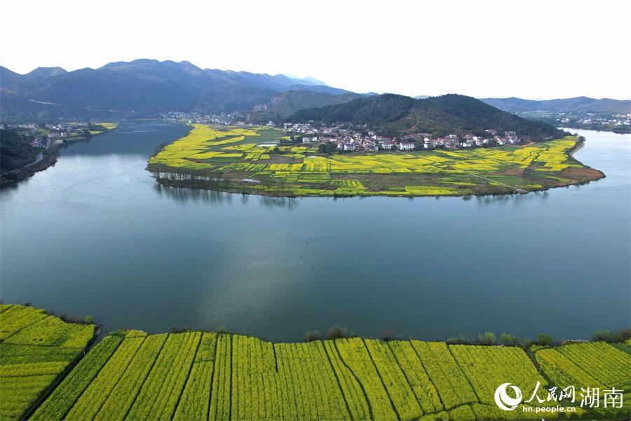 春江水暖，油菜花開(kāi)。人民網(wǎng) 李芳森攝