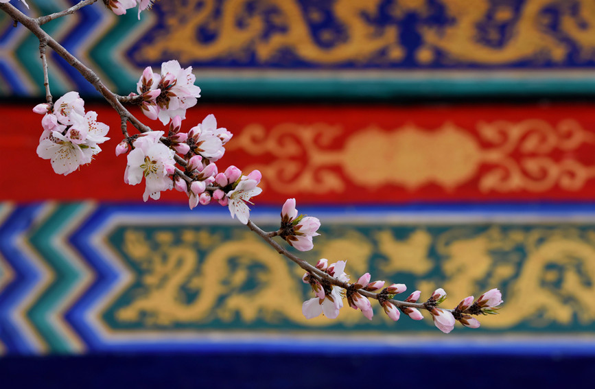 “云”賞桃花相映紅。紅橋區(qū)委宣傳部供圖