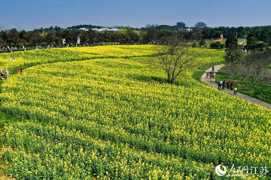 高淳區(qū)椏溪國際慢城桃花扇廣場油菜花田。劉列攝