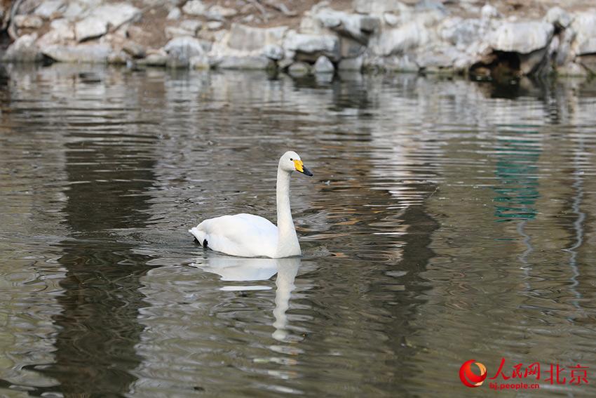北京動物園水禽湖上，水鳥游弋其中，傳遞春的消息。人民網(wǎng) 尹星云攝