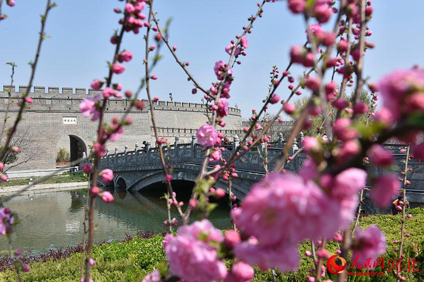 古城花開(kāi)春意濃。 人民網(wǎng) 朱鵬濤攝