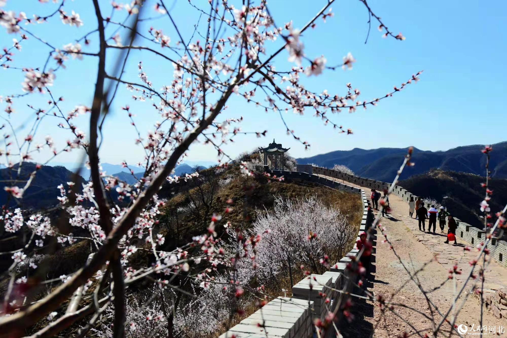 邢臺(tái)九龍峽景區(qū)鮮花盛開。 馬健攝