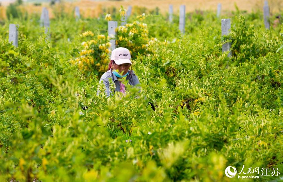 淮安市淮安區(qū)復興鎮(zhèn)的金銀花進入采摘黃金期。紀星名攝