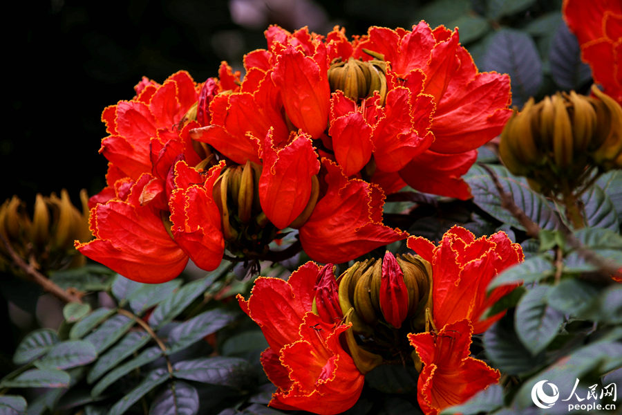 一朵朵紅花在枝葉頂端綻放。人民網(wǎng) 陳博攝