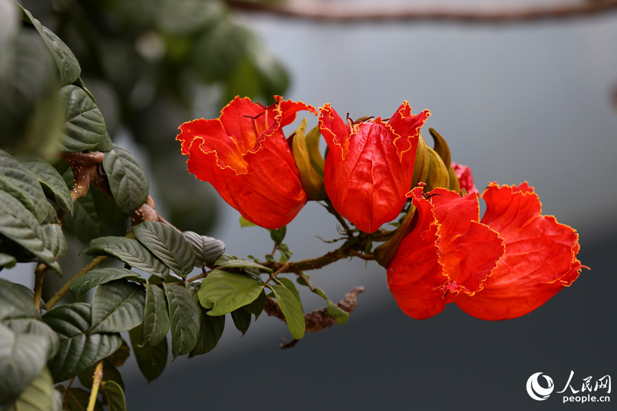 火焰木花朵呈紅色或橙紅色。人民網(wǎng) 陳博攝