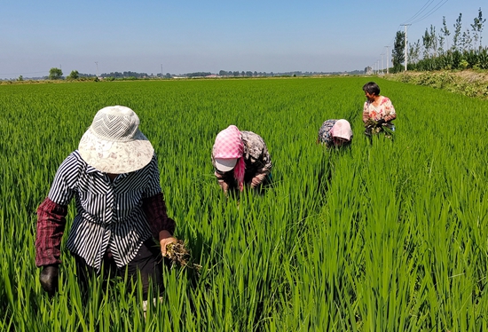 7月15日，農(nóng)民在河北省玉田縣石臼窩鎮(zhèn)王家樓村稻田勞作。 張仁杰攝