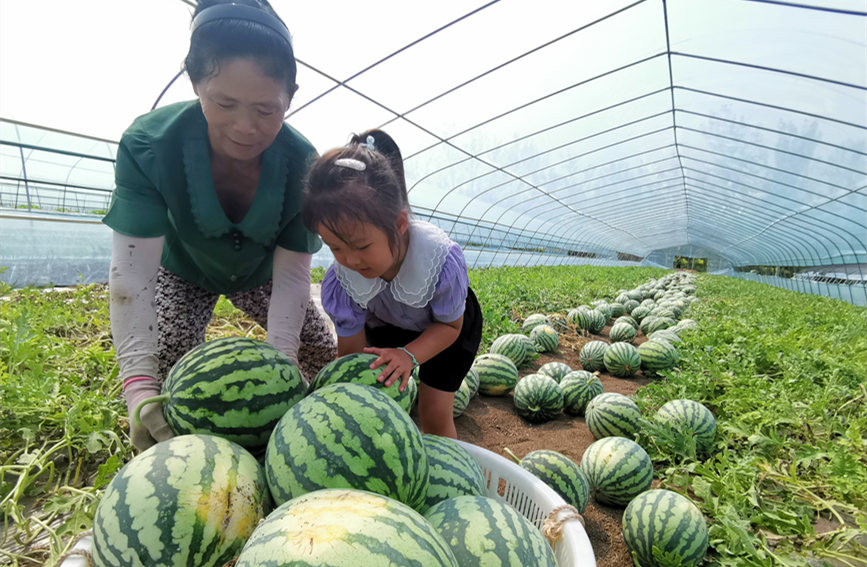 在北辰區(qū)雙街鎮(zhèn)的西瓜種植基地內(nèi)，種植農(nóng)戶們正忙著采收。陳立興攝