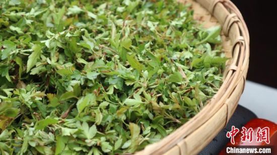 圖為班瑪藏雪茶。　孫睿 攝