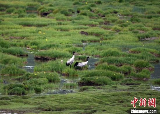 圖為祁連山國(guó)家公園青海片區(qū)內(nèi)的黑頸鶴?！∑钸B山國(guó)家公園青海省管理局供圖 攝