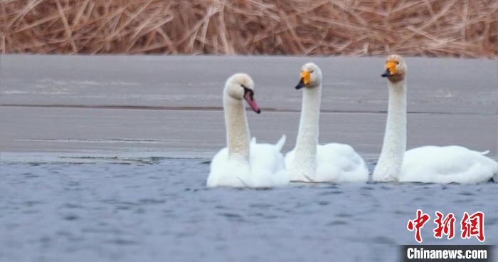圖為疣鼻天鵝與大天鵝?！∏嗪夜珗@觀鳥協(xié)會(huì)供圖 攝