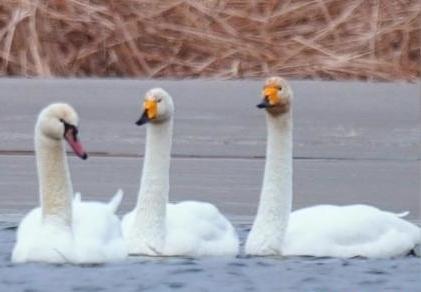 圖為疣鼻天鵝與大天鵝。　青海國(guó)家公園觀鳥(niǎo)協(xié)會(huì)供圖 攝