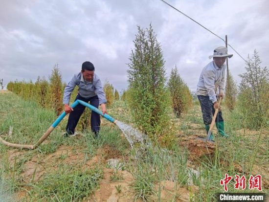 圖為扎西和村民給樹澆水?！∑钤鲚怼z