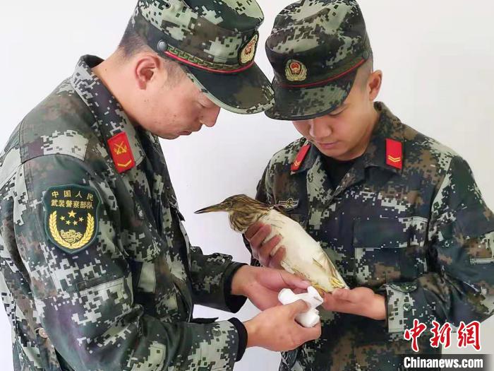 圖為武警官兵正在為國(guó)家一級(jí)重點(diǎn)保護(hù)動(dòng)物池鷺包扎。　柳澤田 攝