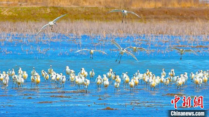 沿海濕地，鳥類天堂?！←}城市委宣傳部供圖
