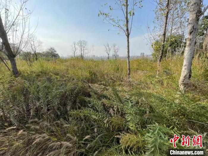 發(fā)現(xiàn)的加拿大一枝黃花?！畈?攝