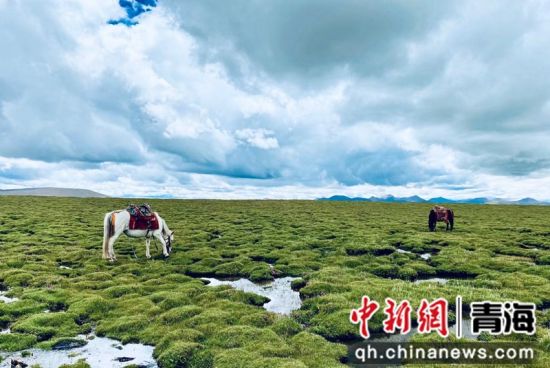 圖為長江南源沼澤濕地。李江寧攝