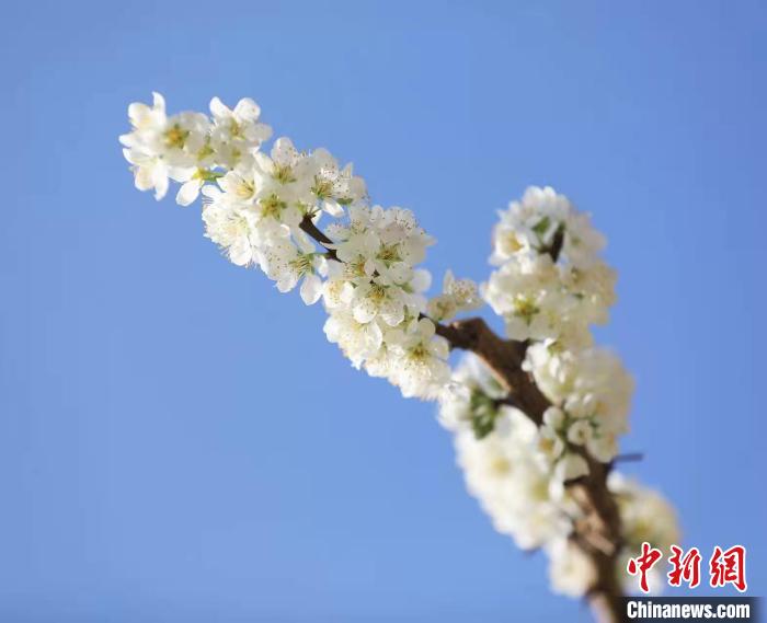 李花盛開。　何清海 攝