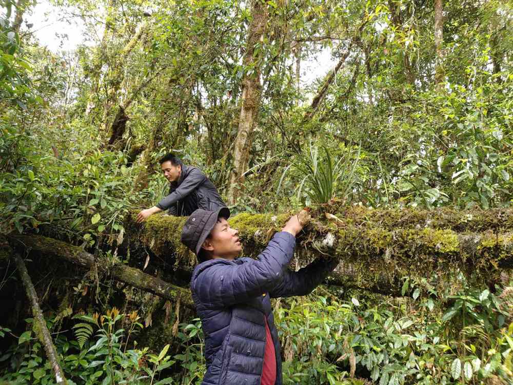 蘭花歸野。圖片由山水自然保護(hù)中心提供