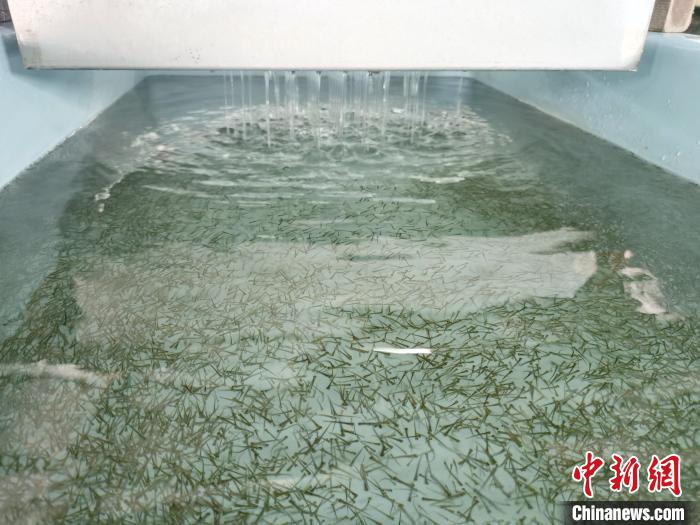 圖為正在育苗。　張?zhí)砀?攝