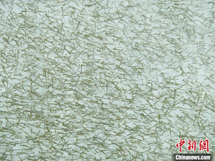 圖為密集培育的魚苗?！?zhí)砀?攝