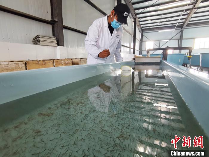 圖為工作人員檢查魚苗?！?zhí)砀?攝
