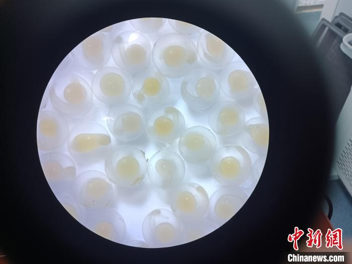 圖為顯微鏡下的魚卵?！∏嗪：沲幘茸o中心 供圖