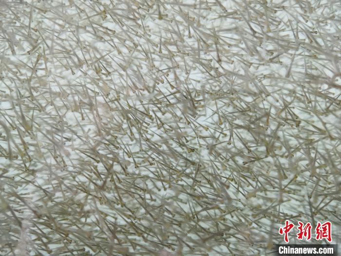 圖為密集分布的魚苗?！?zhí)砀?攝