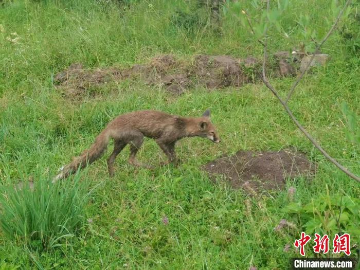 青?；ブ骄戎鷩叶?jí)保護(hù)野生動(dòng)物赤狐