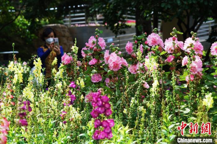 圖為市民在西寧園林植物園內(nèi)賞花拍照?！●R銘言 攝